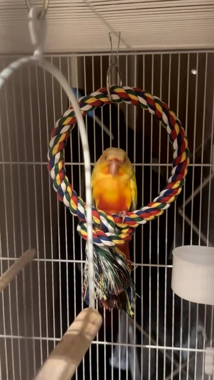 Conures birds for sale: Suncheek Conure Female - Video 3