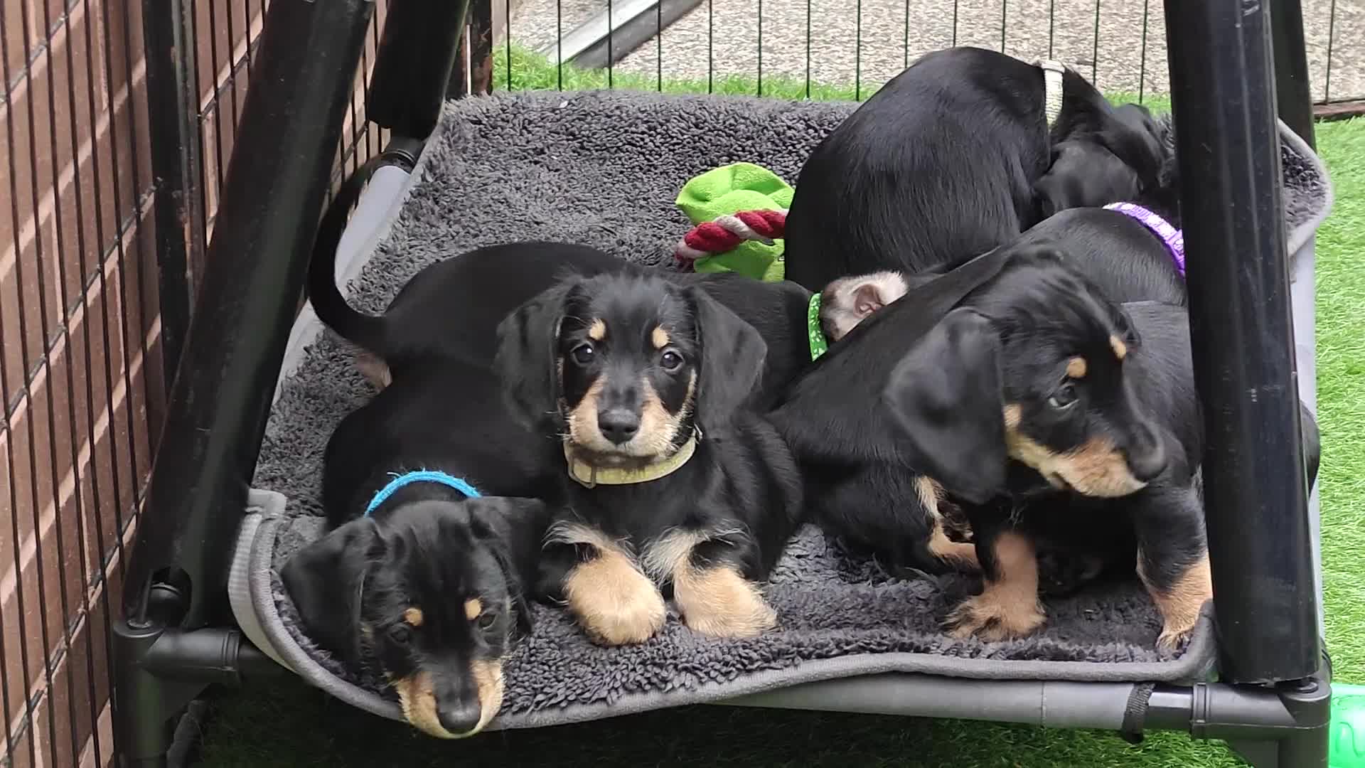 Mixed Breed dogs for sale: Daschund X Schnauzer puppies  - Video 3