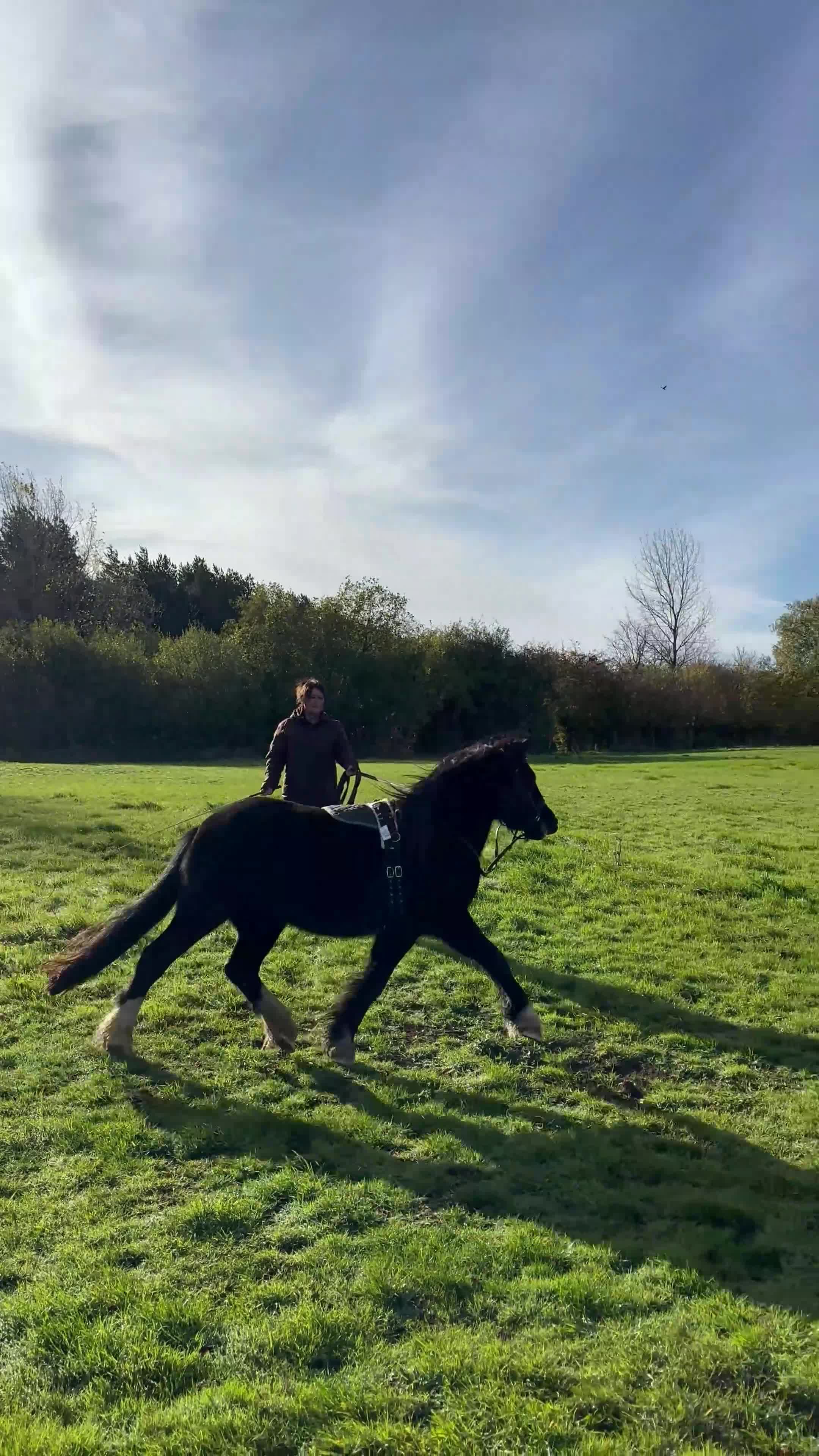 Welsh Section C horses for sale: Welsh Section C x Black Fell Gelding - Video 1