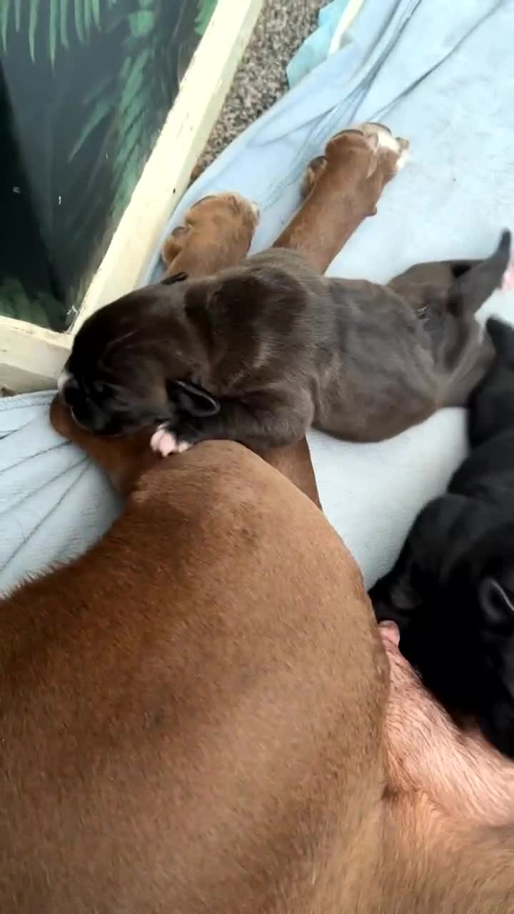 Mixed Breed dogs for sale: 6 beautiful puppies for sale  - Video 4