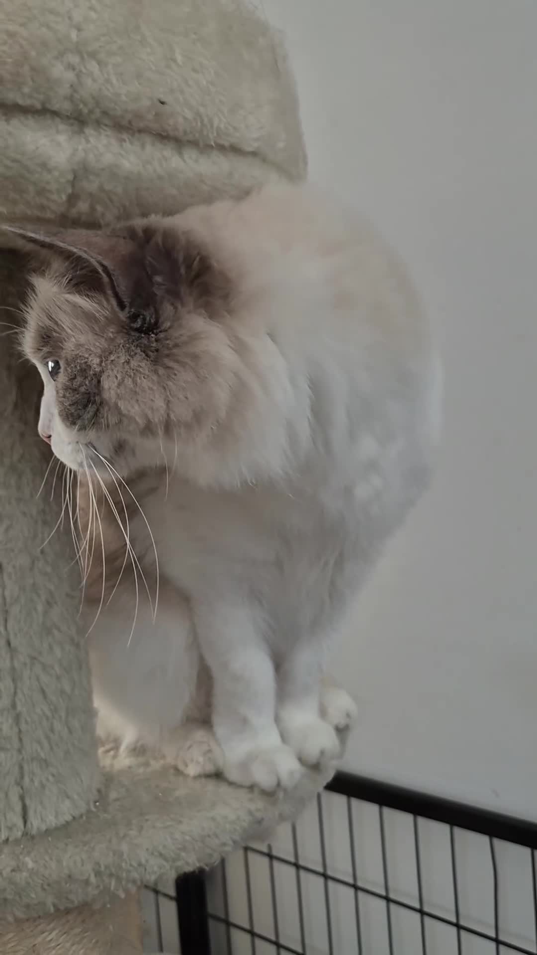 Ragdoll cats for sale: Ragdall Gccf Bicolour/Mitted ChampionBloodlines - Video 1
