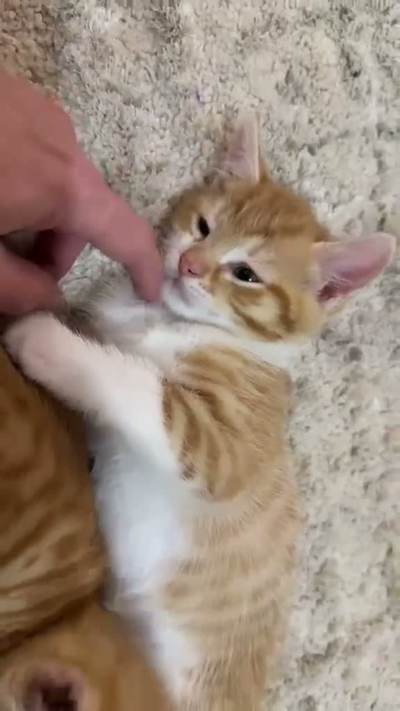 Domestic Shorthair cats for sale: GINGER FLUFFY MALE KITTEN - Video 2