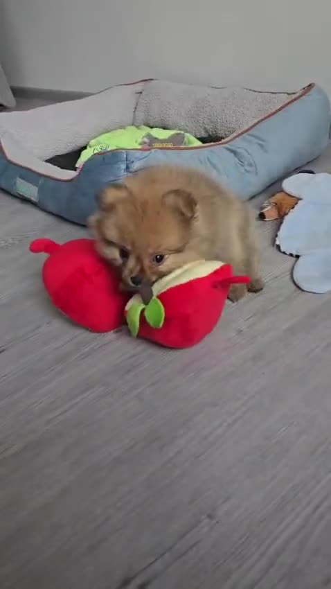 Pomeranian dogs for sale: pomeranian tedy - Video 3