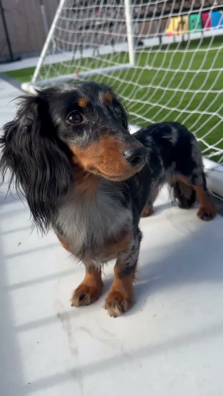 Miniature Dachshund dogs for stud: ✨BEETLEJUICE✨ MINI LONG HAIRED ✨KC - Video 2