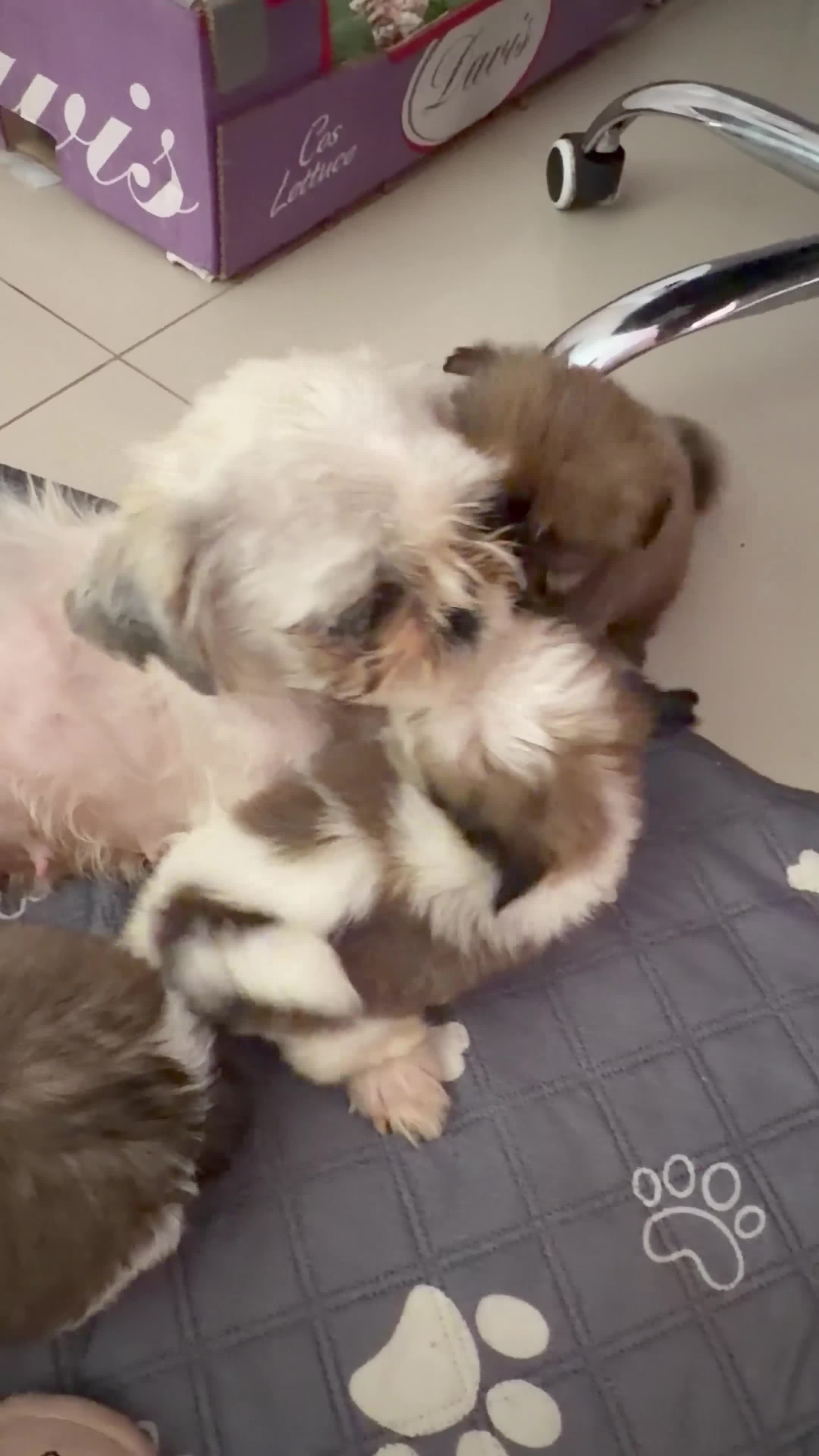 Shih Tzu dogs for sale: 4 males puppies  - Video 1