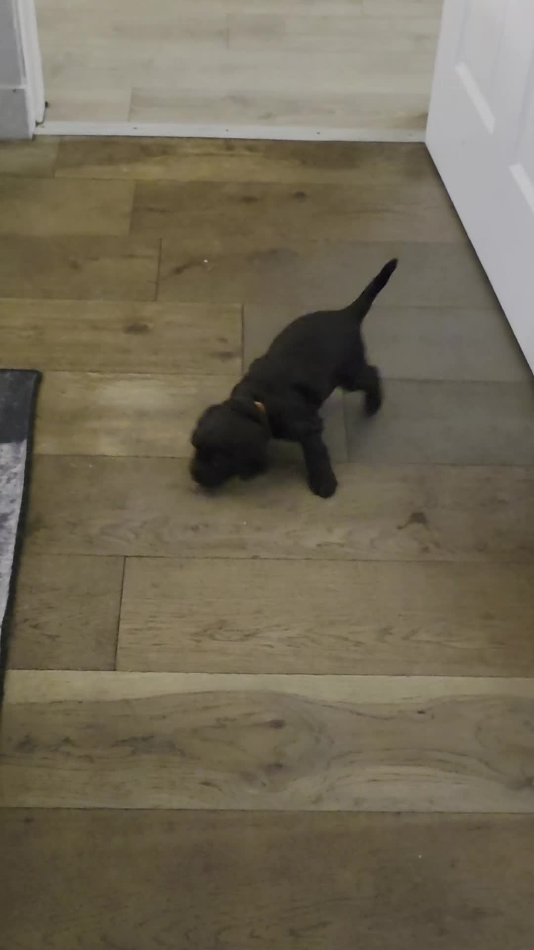 Cocker Spaniel dogs for sale: KC Reg Working Cocker Spaniel Pups ** 1 Boy Left** - Video 4