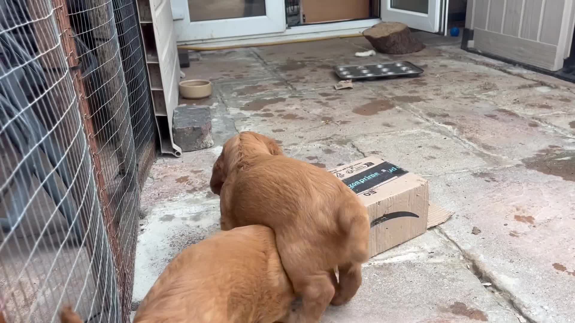 Cocker Spaniel dogs for sale: Heath tested working cocker pups  - Video 1