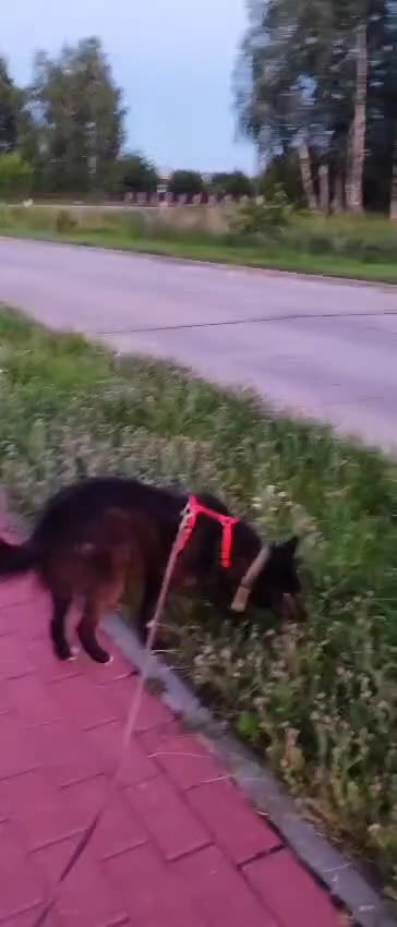 German Shepherd dogs for adoption: Kimmy’s Story: From the Brink of Death to Hope - Video 2