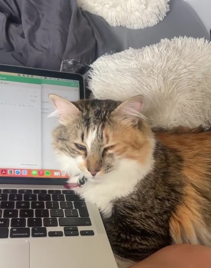 Mixed Breed cats for sale: Boy cat up for adoption - Video 1