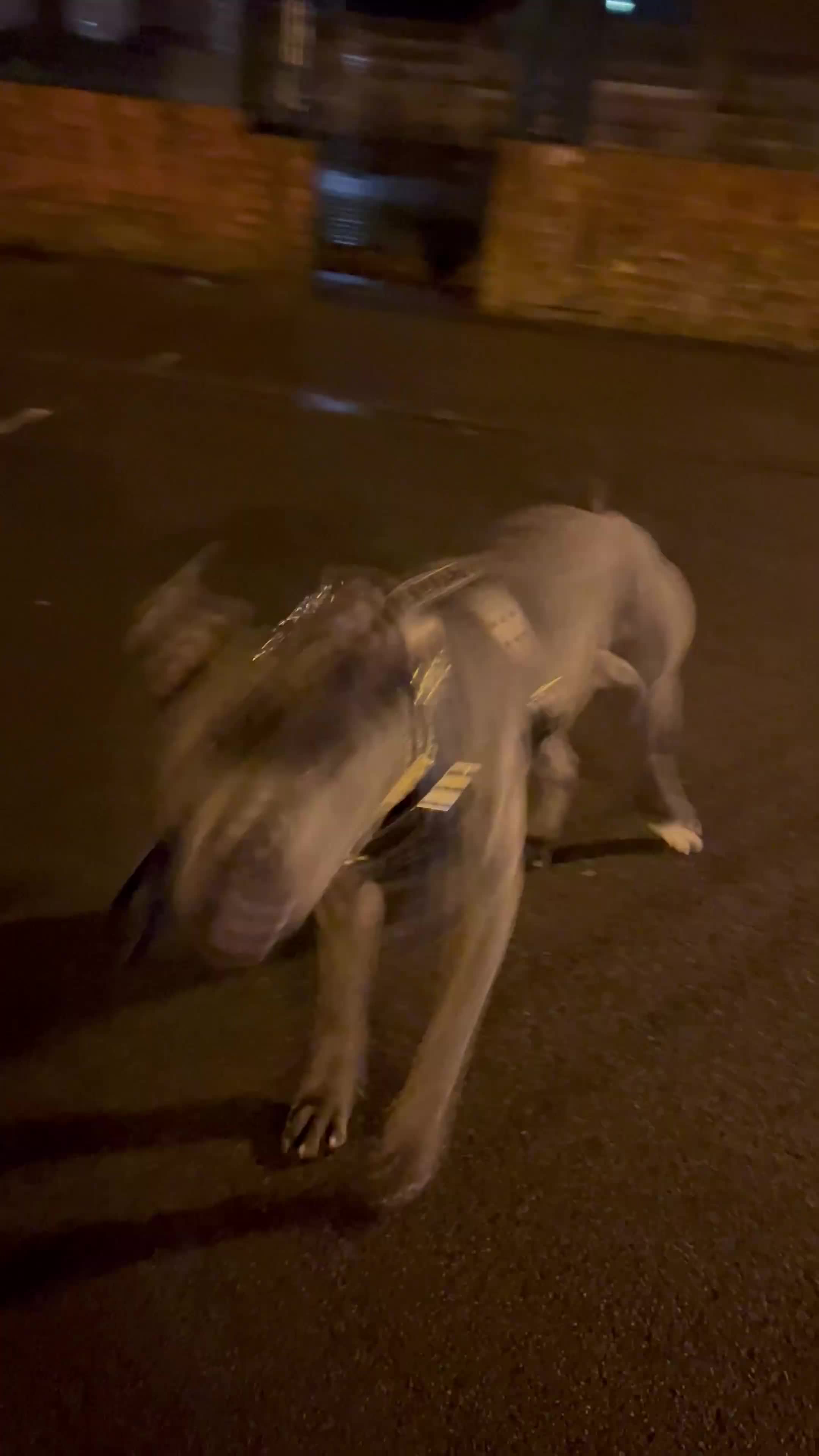 Cane Corso dogs for sale: Kenzo  - Video 1