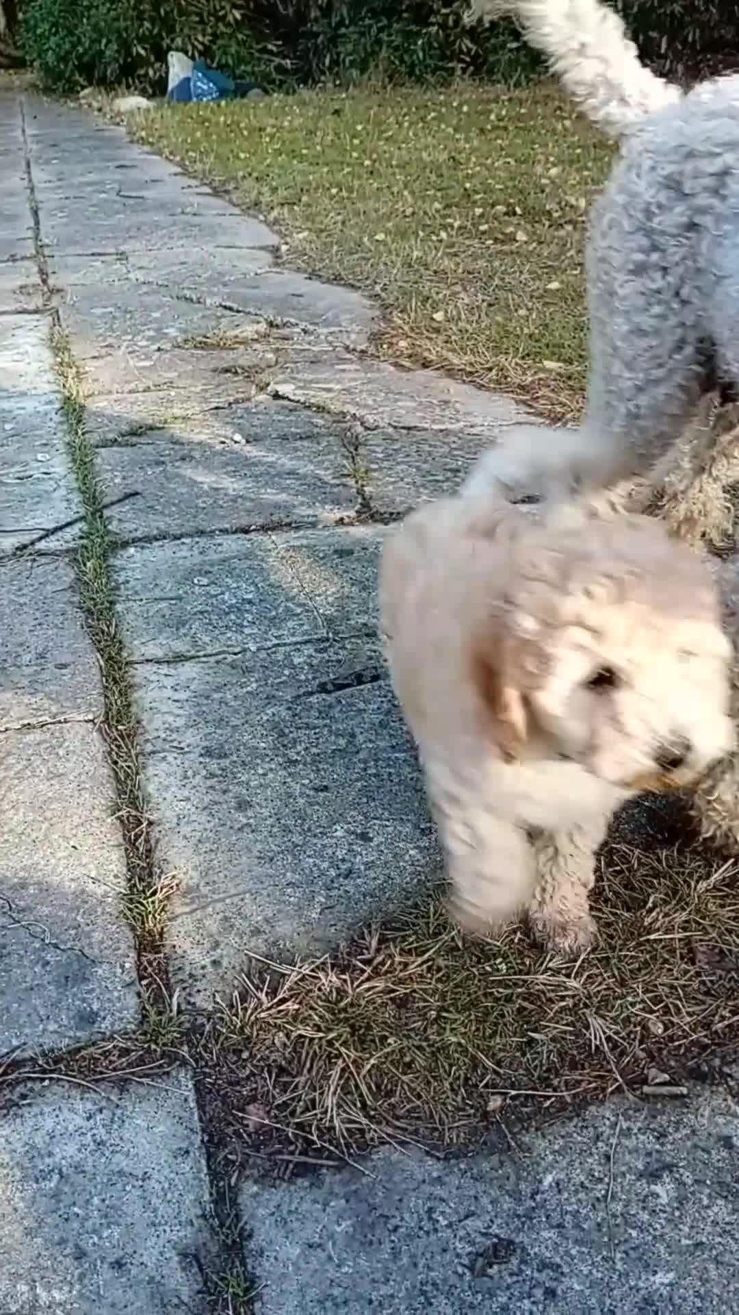 Miniature Poodle dogs for sale: Handsome Boy looking for forever Home: mini poodle - Video 2