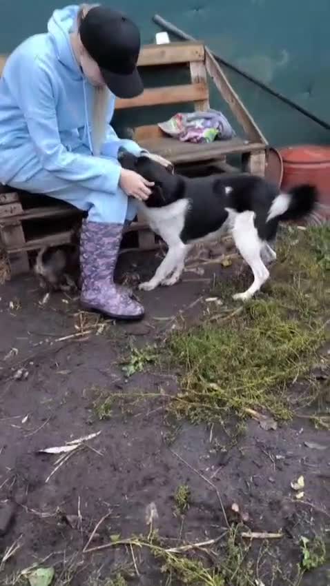 Mixed Breed dogs for adoption: 💙🐶 BOB 🐶💙 - Video 2