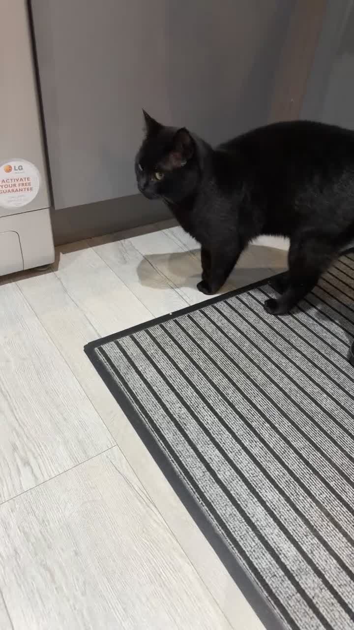 Mixed Breed cats for sale: Cats for sale  - Video 1