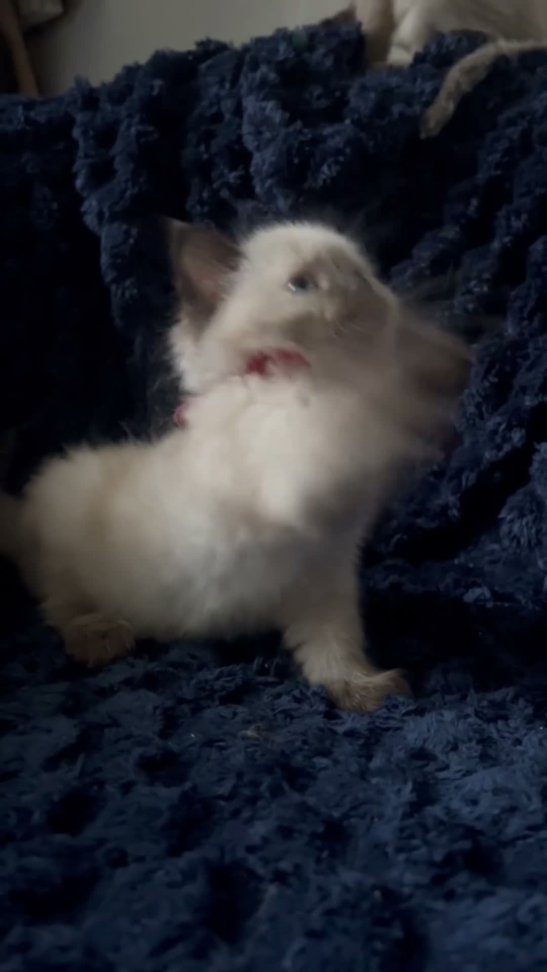 Ragdoll cats for sale: 3 beautiful Ragdoll boys looking for loving home💙 - Video 2