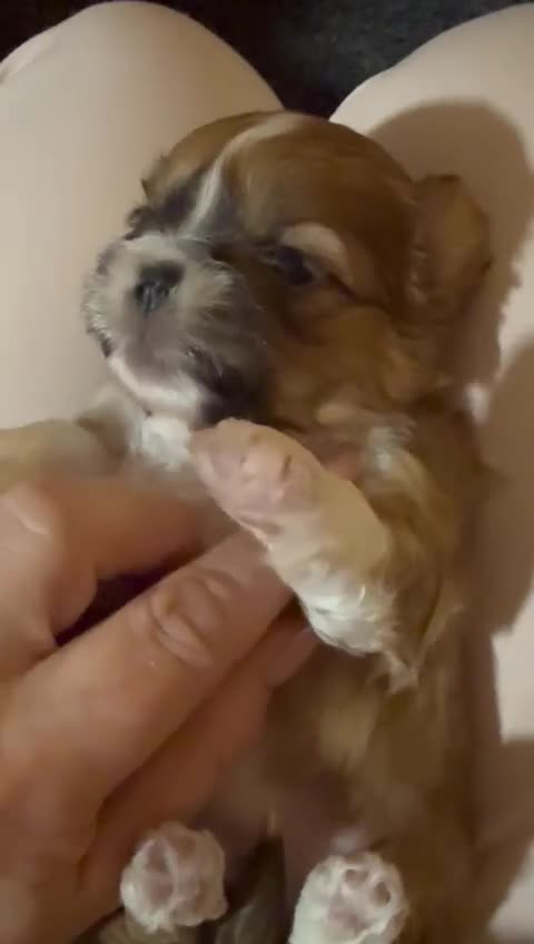 Shih Tzu dogs for sale: Adorable puppies  - Video 4