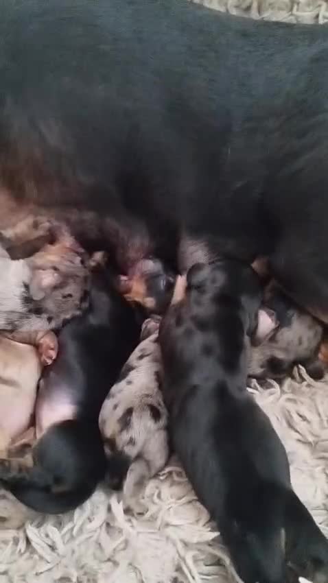 Dachshund dogs for sale: MINIATURE DACHSHUND! - Video 2