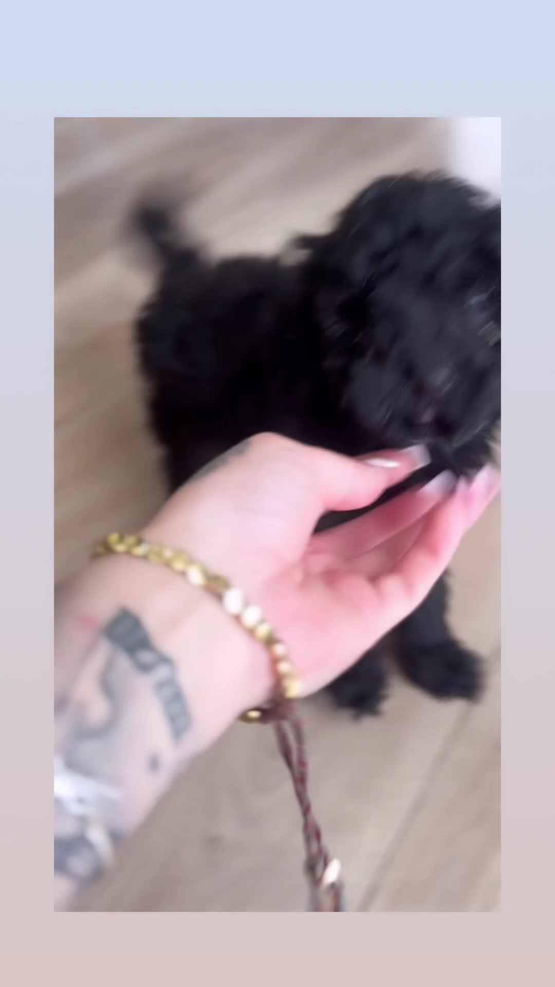 Cockapoo dogs for sale: Our beautiful bundles of fluff - Video 1