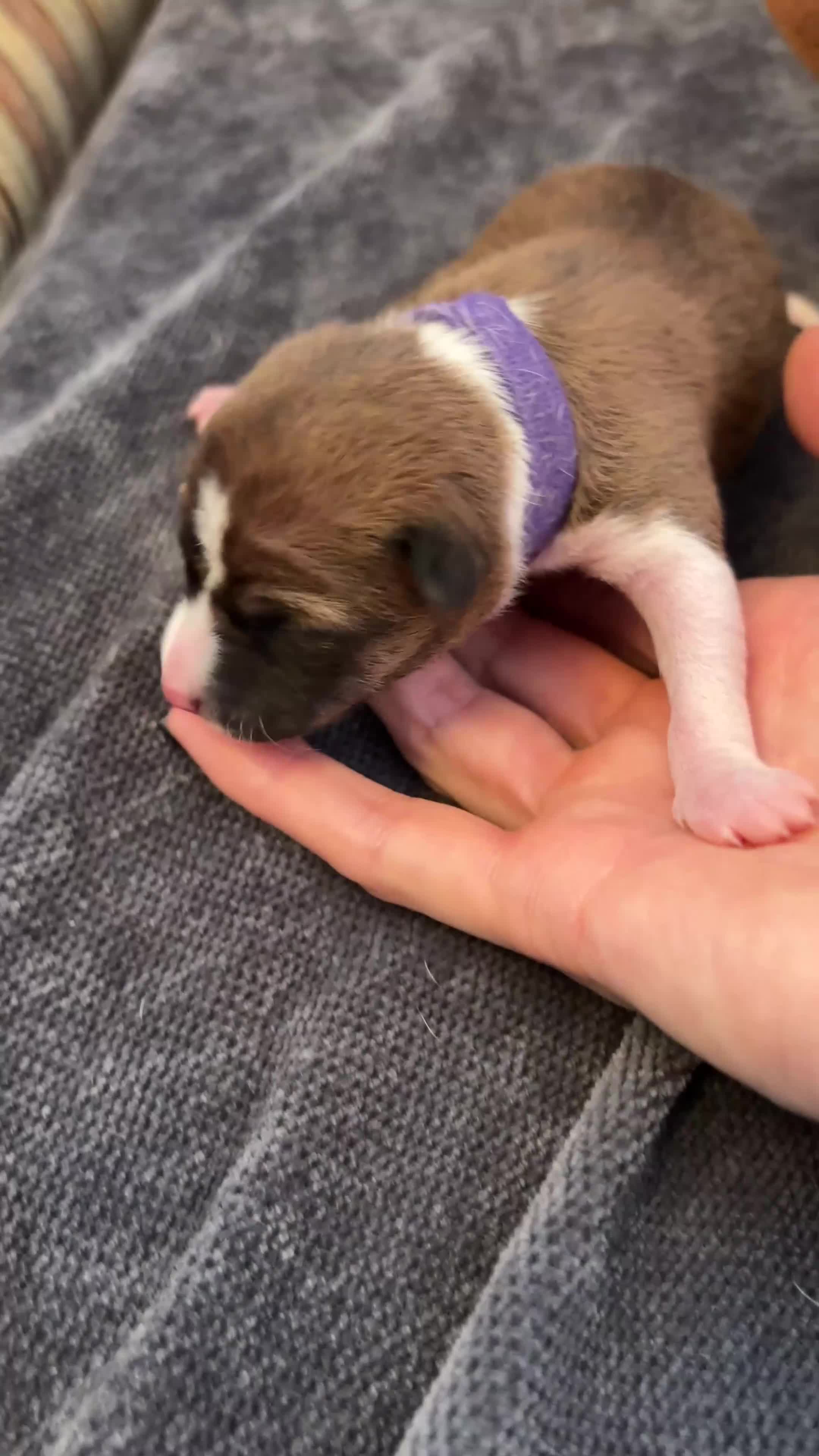 Basenji dogs for sale: Basenji puppies  - Video 3