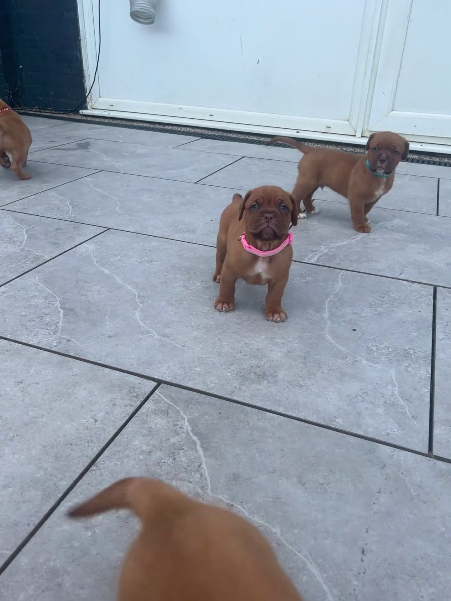 Dogue De Bordeaux dogs for sale: Dogue de Bordeaux 🐶 last 4 remaining 💙💙🩷🩷 - Video 2