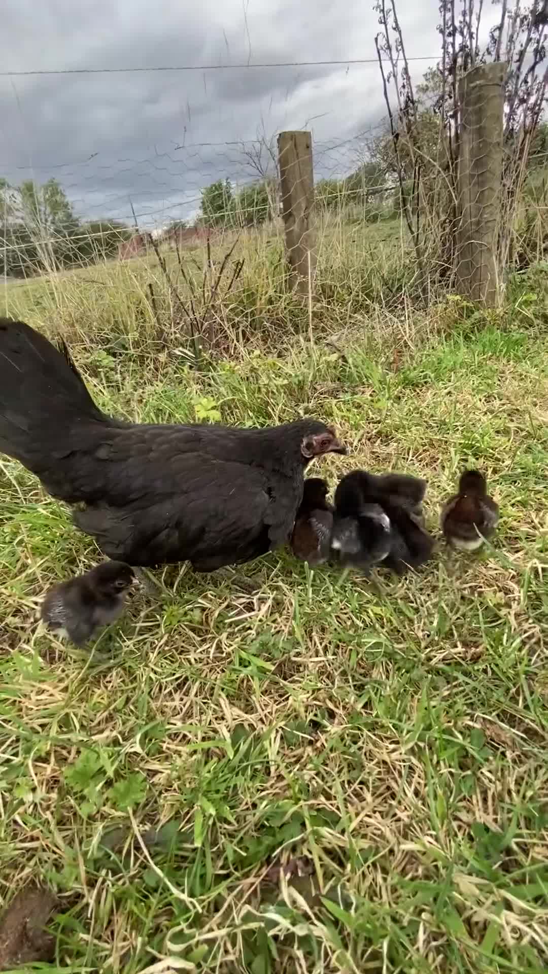 Chickens poultry for sale: Old English Game - Video 1