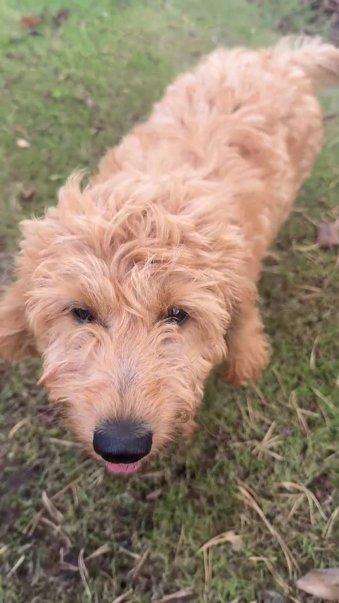 Mini Goldendoodle dogs for sale: F1 HEALTH TESTED, 5* BREEDER & POLICE DOG TRAINER - Video 1