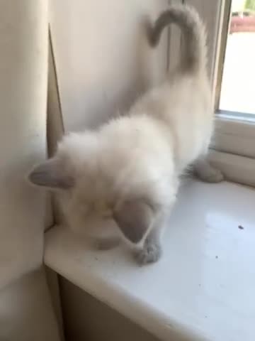 Ragdoll cats for sale: Adorable Pedigree Ragdoll Kittens  - Video 1