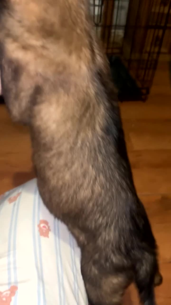 Belgian Shepherd Dog dogs for sale: Belgian Mali pup  in Great Yarmouth - Video 1