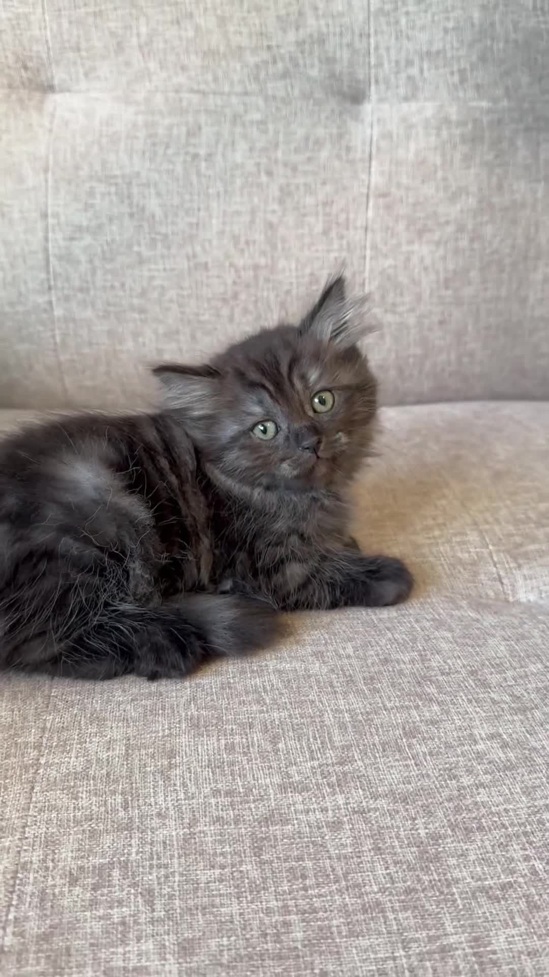 Persian cats for sale: Stunning Persian x Ragdoll kittens Ready for Homes in Watford - Video 3