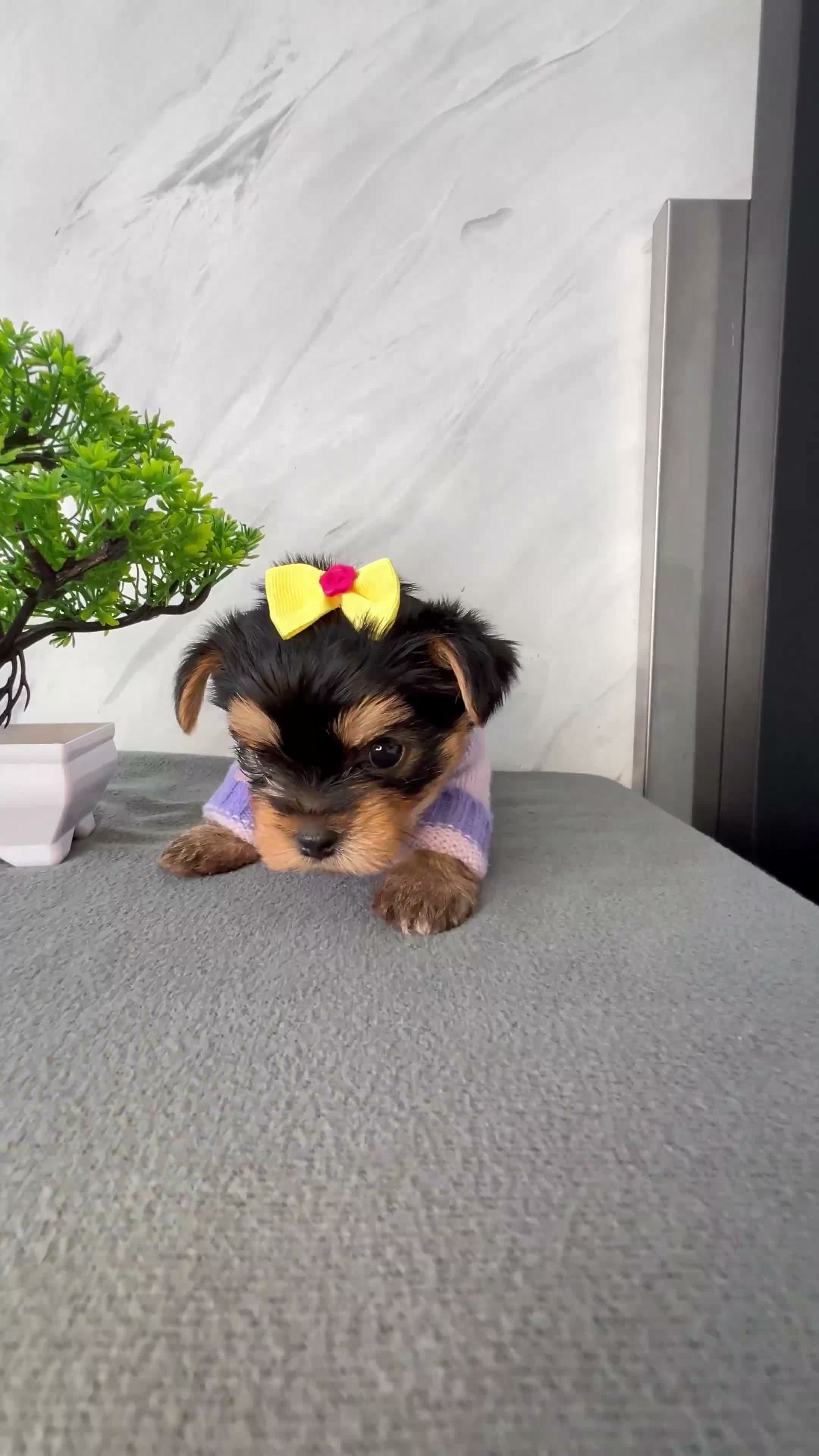 Yorkshire Terrier dogs for sale: Beautiful Yorkshire Terrier Puppies - Video 2