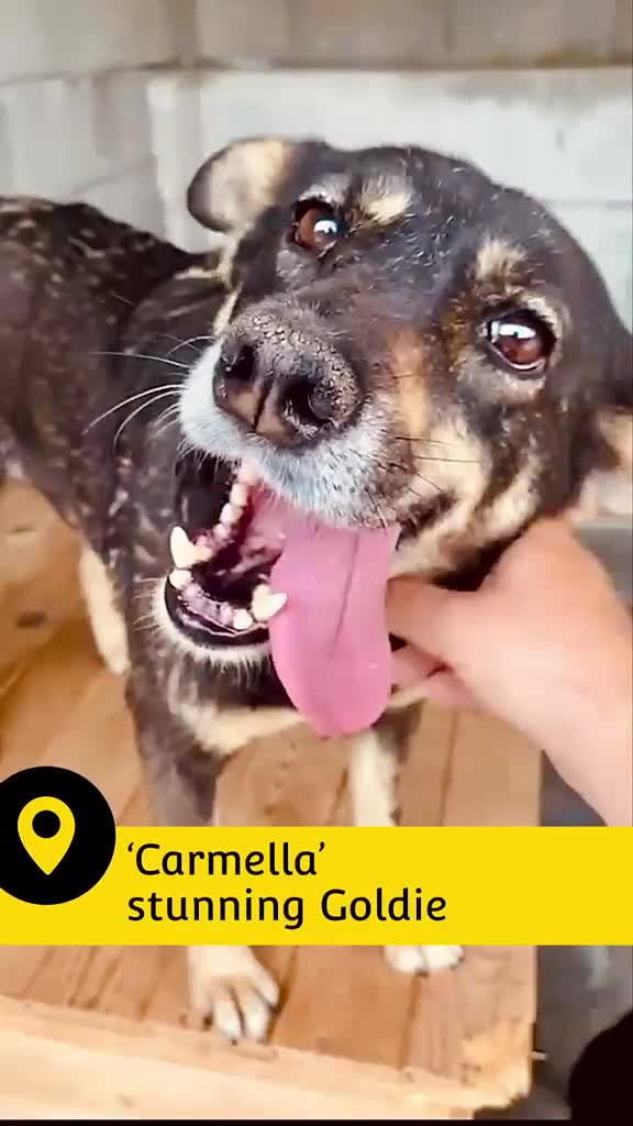 Mixed Breed dogs for adoption: Carmella, 8yr Golden Oldie, available for adoption - Video 1