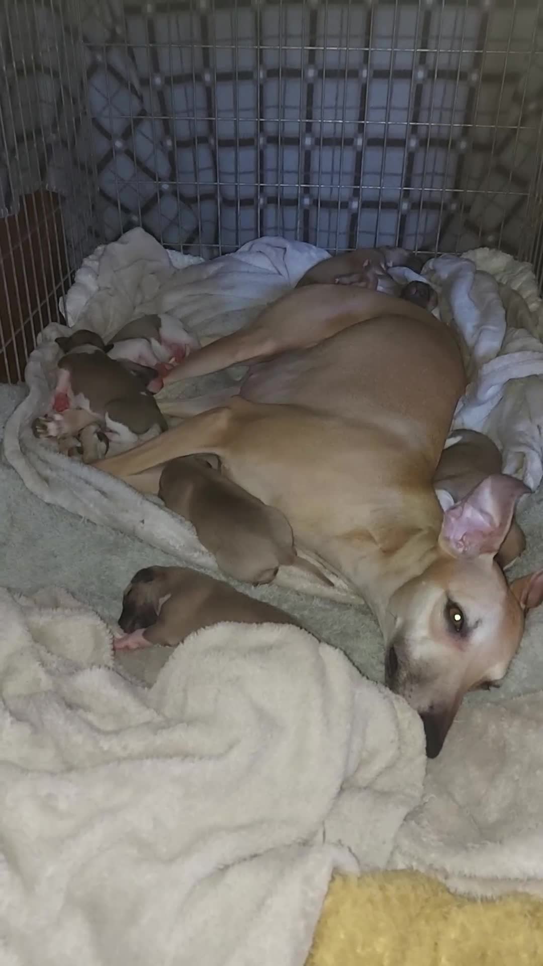 Whippet dogs for sale: Top quality whippet pups  in Llangollen - Video 1