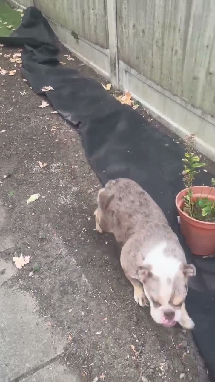 English Bulldog dogs for sale: Female English bulldog  for sale - Video 1