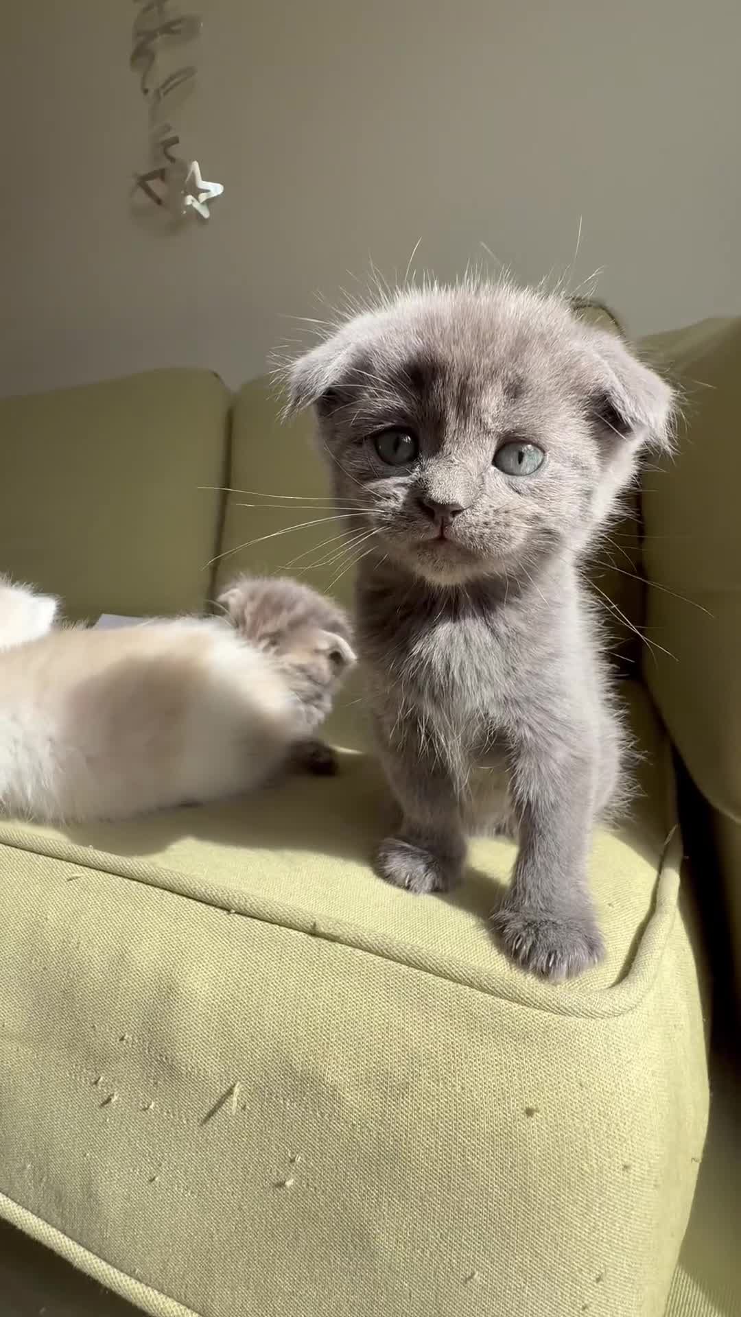 Scottish Fold cats for sale: 🐾ADORABLE SCOTTISH KITTENS FOR SALE🐾  - Video 3