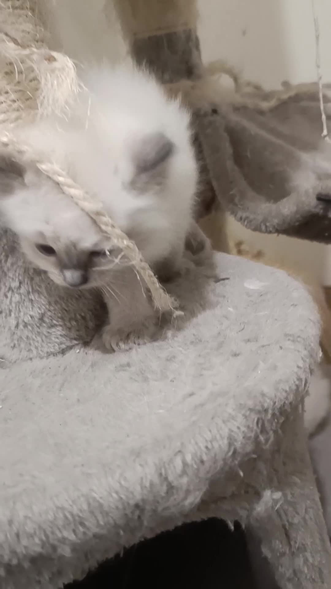 Ragdoll cats for sale: Pretty Ragdoll kittens - Video 1