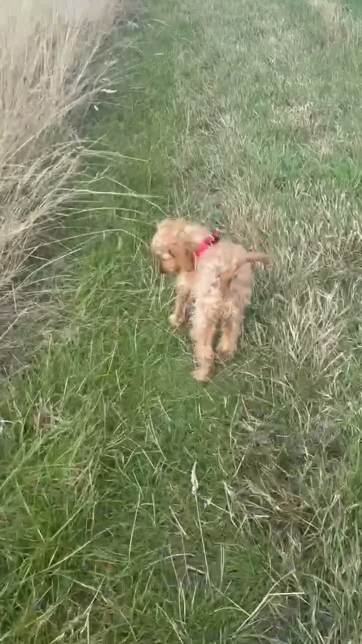 Mixed Breed dogs for sale: Cockapoo nala  - Video 1