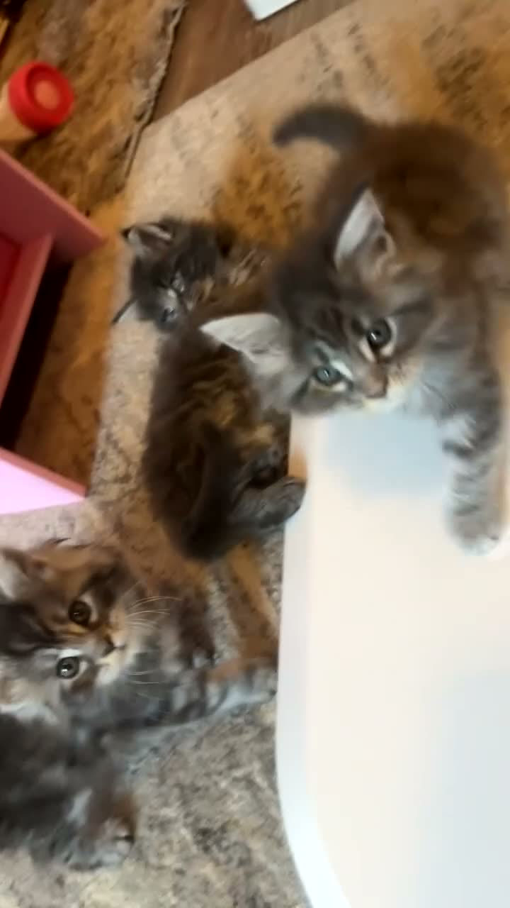 Maine Coon cats for sale: Mainecoon  - Video 1