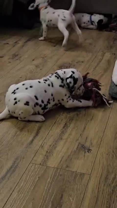 Dalmatian dogs for sale: Dalmatian puppies - Video 3