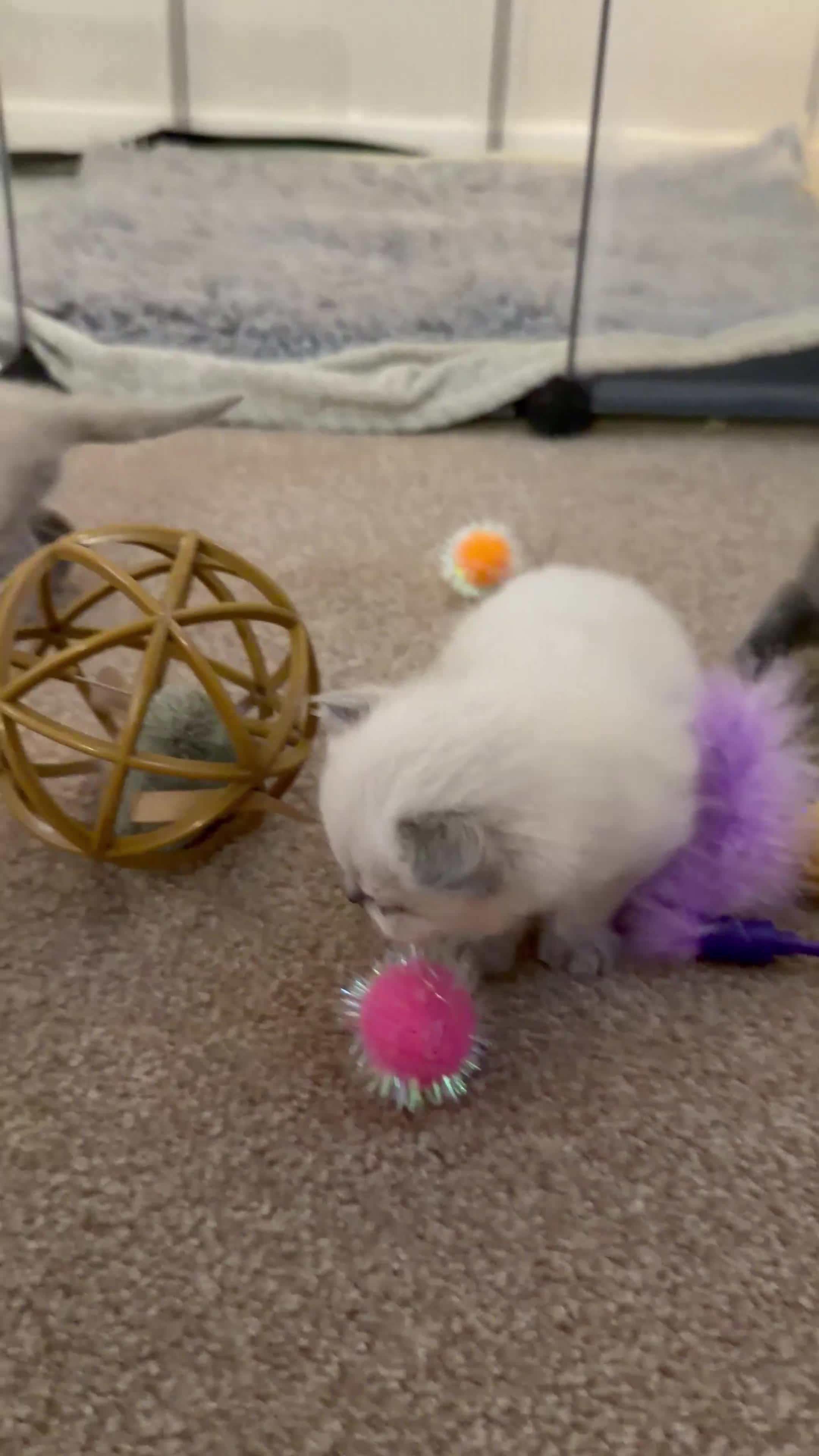 British Shorthair cats for sale: British Shorthair Kittens  - Video 1