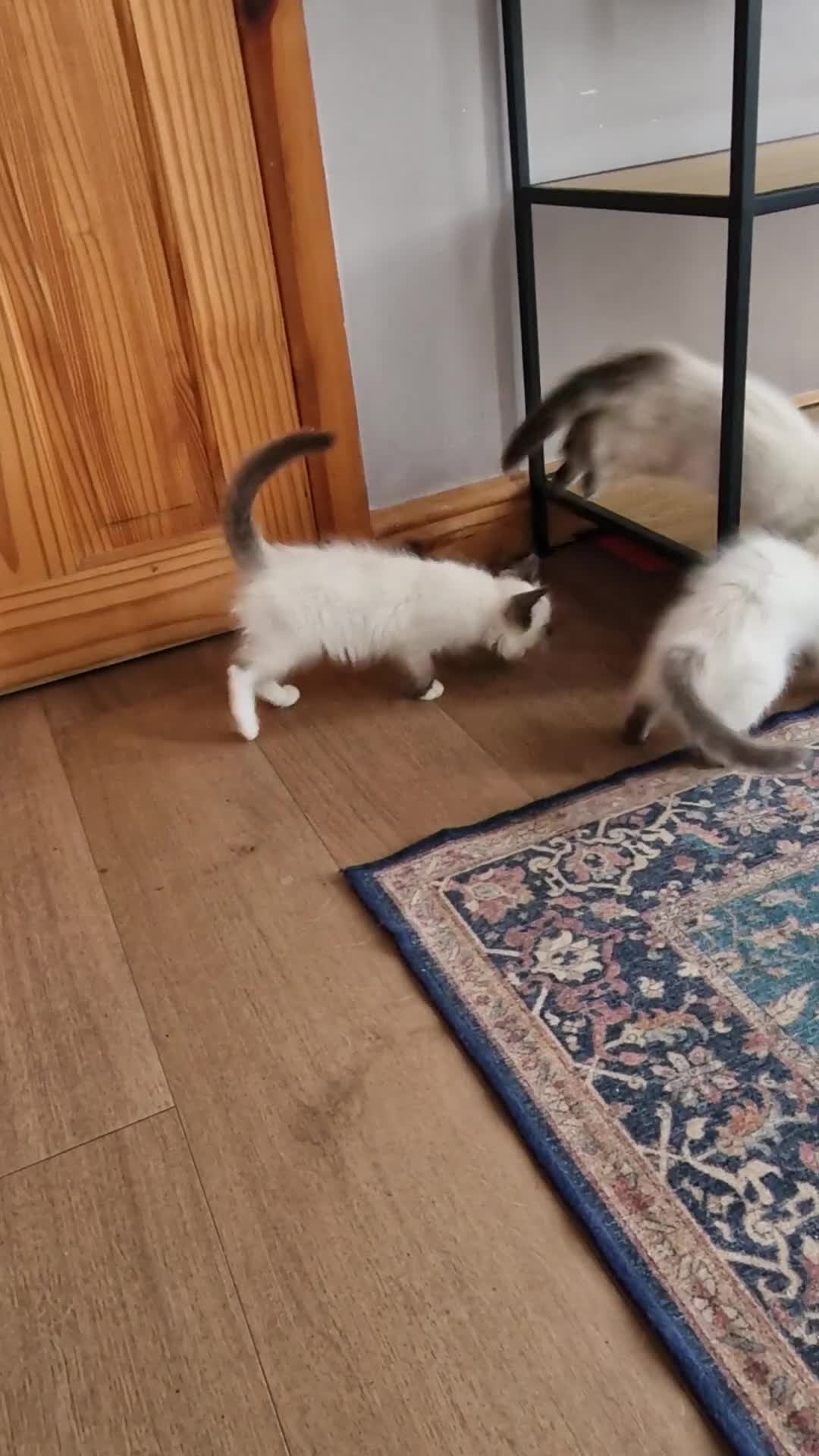 Ragdoll cats for sale: 🌟 Stunning  Pedigree Ragdoll Kittens 🌟 - Video 1