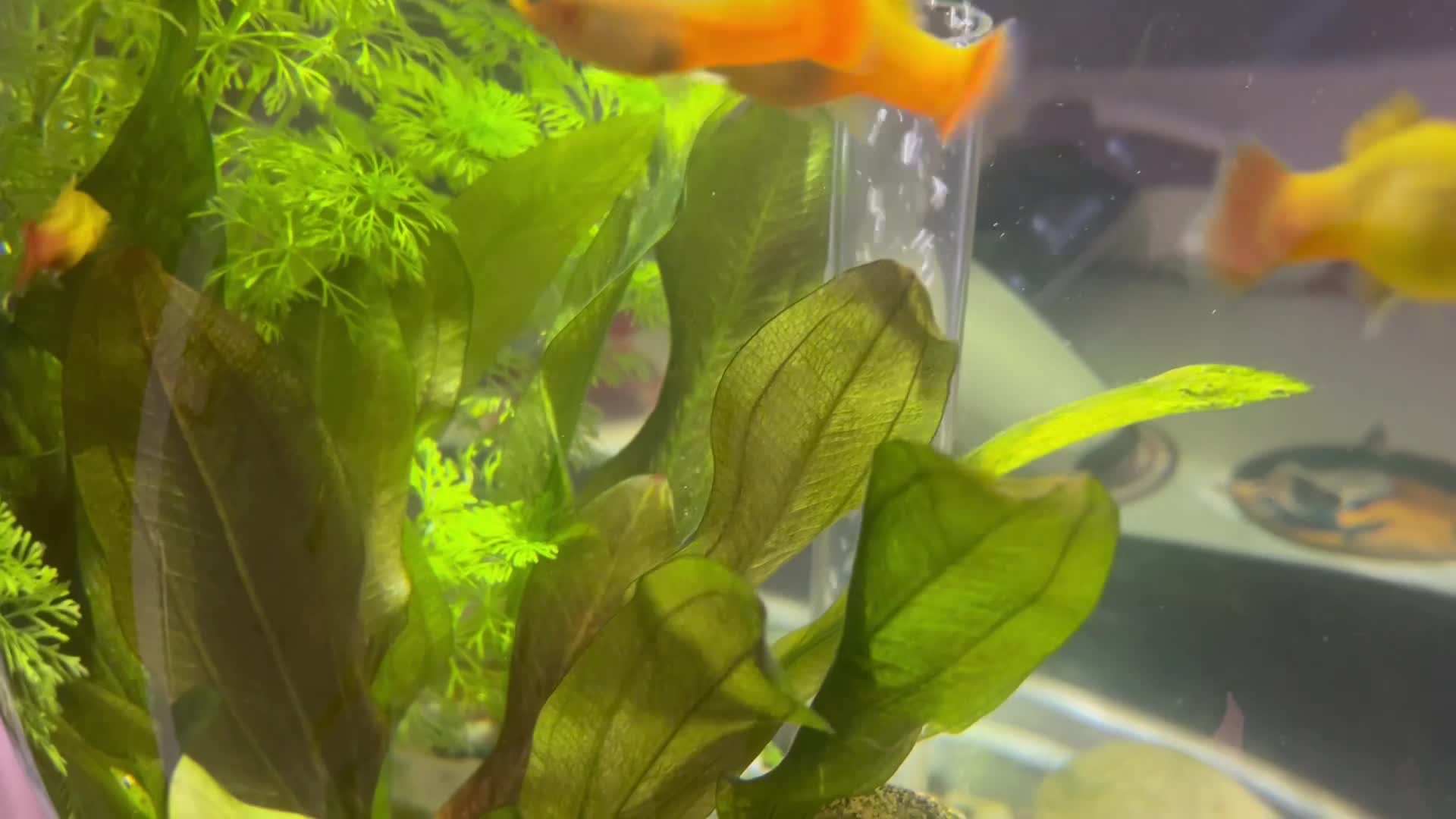 Platies fish for sale: Sunset platies - Video 2