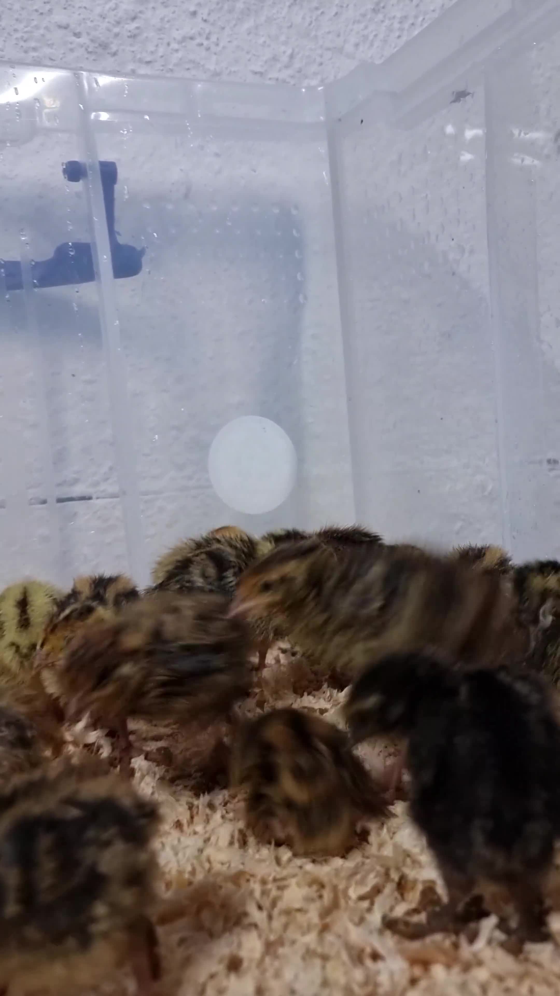 Quail poultry for sale: 🐣 Live Coturnix Jumbo Quail for Sale  in Birmingham - Video 3