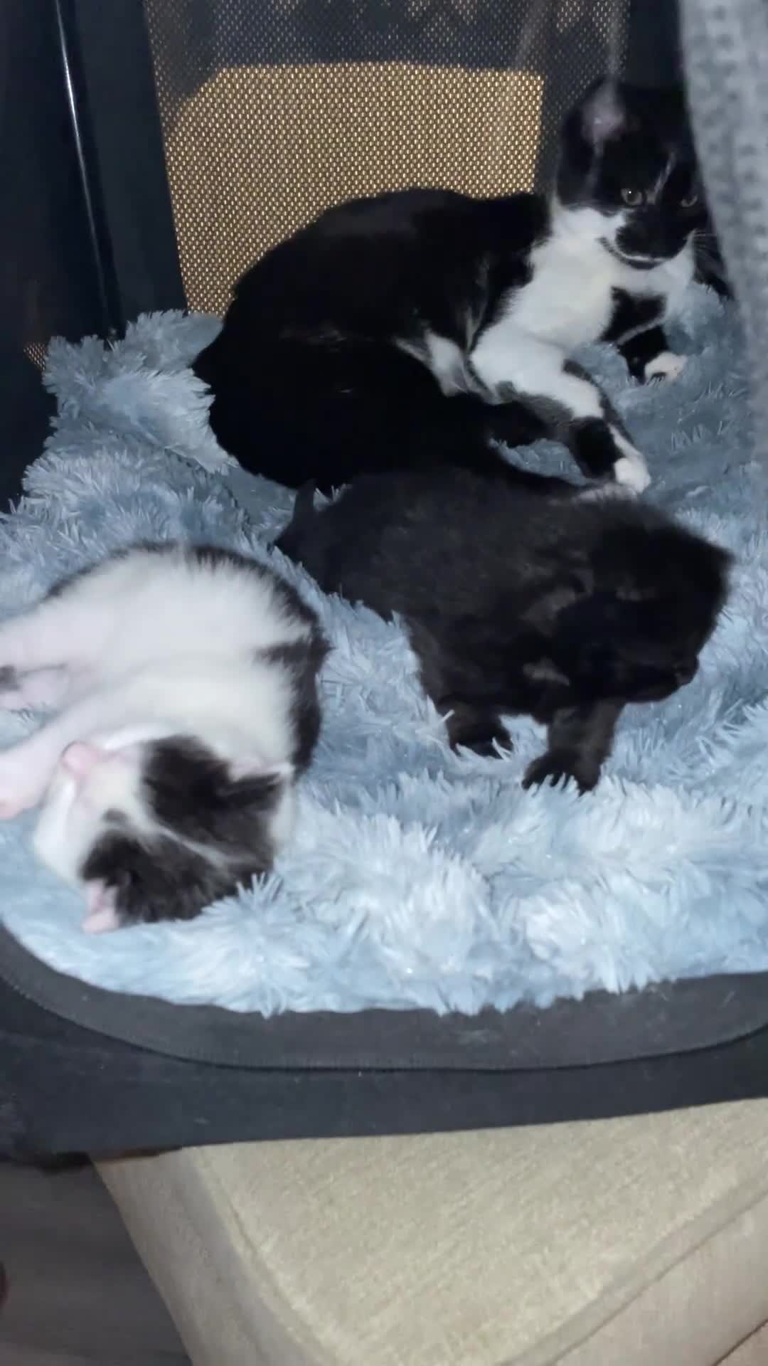 Turkish Angora cats for sale: Beautiful Turkish angora kitten  - Video 1