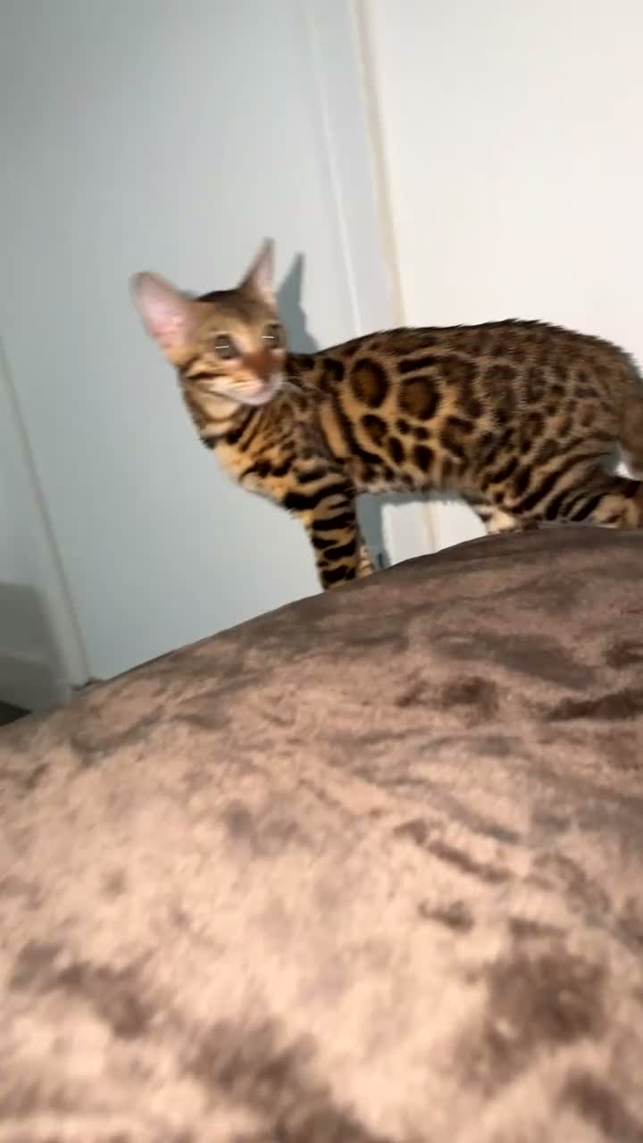 Bengal cats for sale: Beautiful Female Bengal Kitten – 6 Months - Video 1