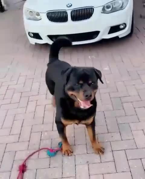 Rottweiler dogs for stud: Protection trained Serbian Rottweiler for Stud in Oldbury - Video 4