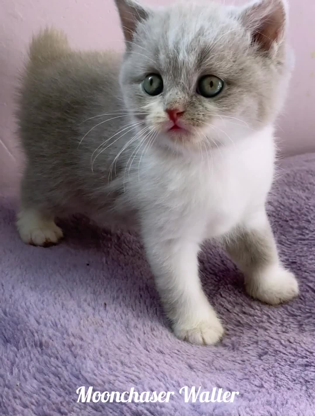 British Shorthair cats for sale: Gorgeous British Shorthair /Longhair Boys TICA Reg - Video 2