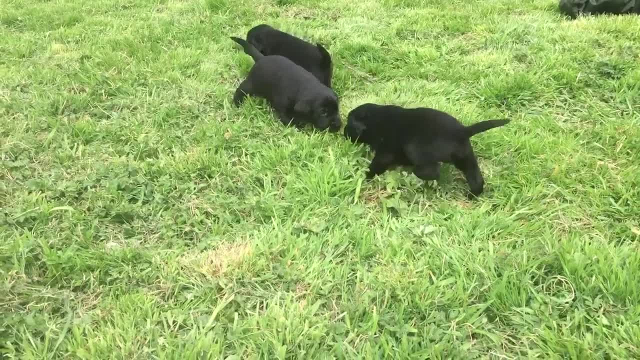 Labrador Retriever dogs for sale: Fantastic Labrador Pups - Video 1