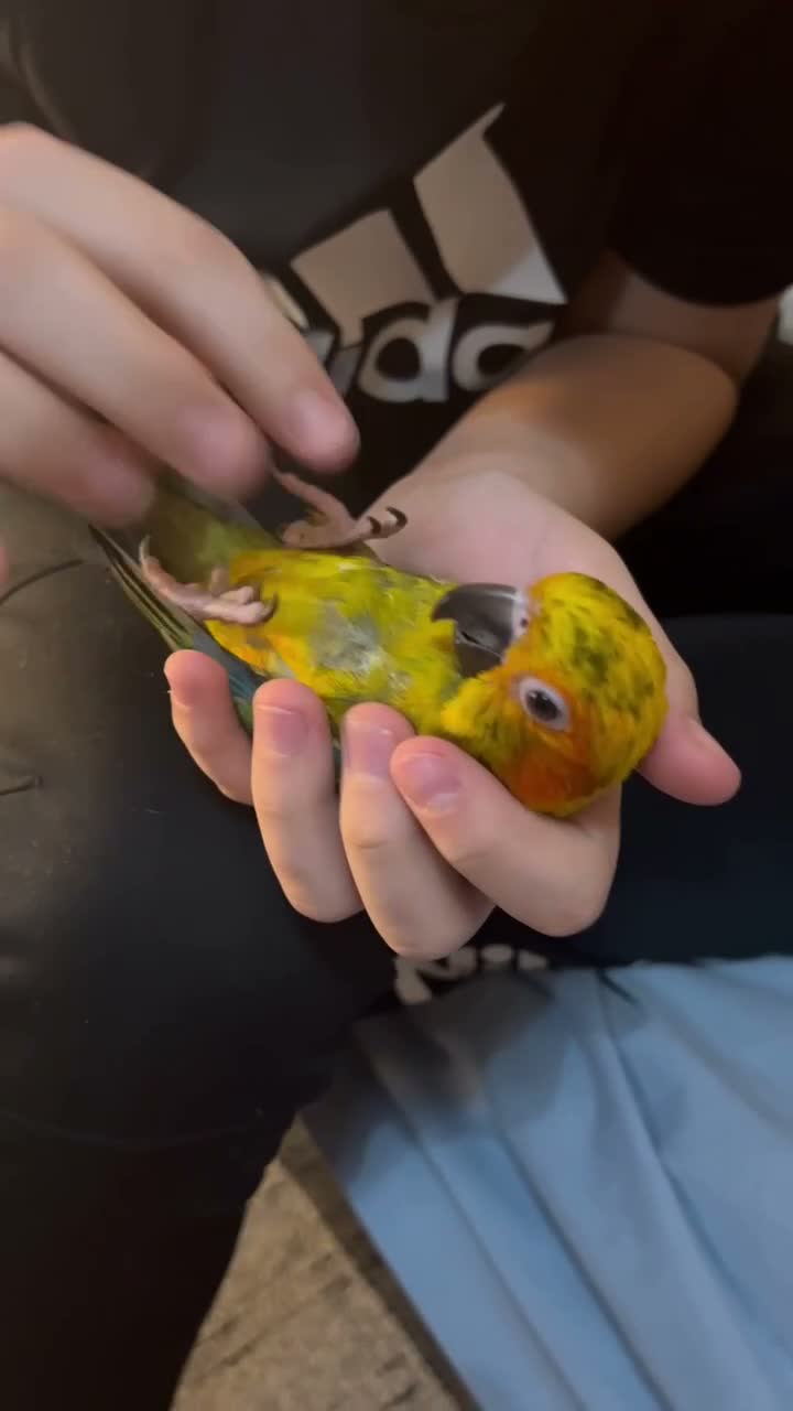 Mixed Breed birds for sale: Beautiful Hand-Reared Sun Conure Babies – Weaned  - Video 1