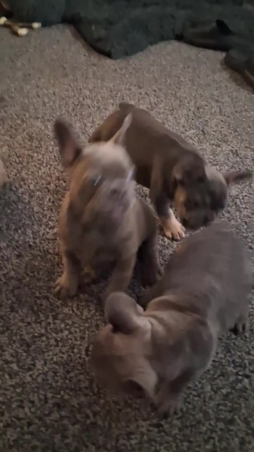 French Bulldog dogs for sale: French bulldogs - Video 4