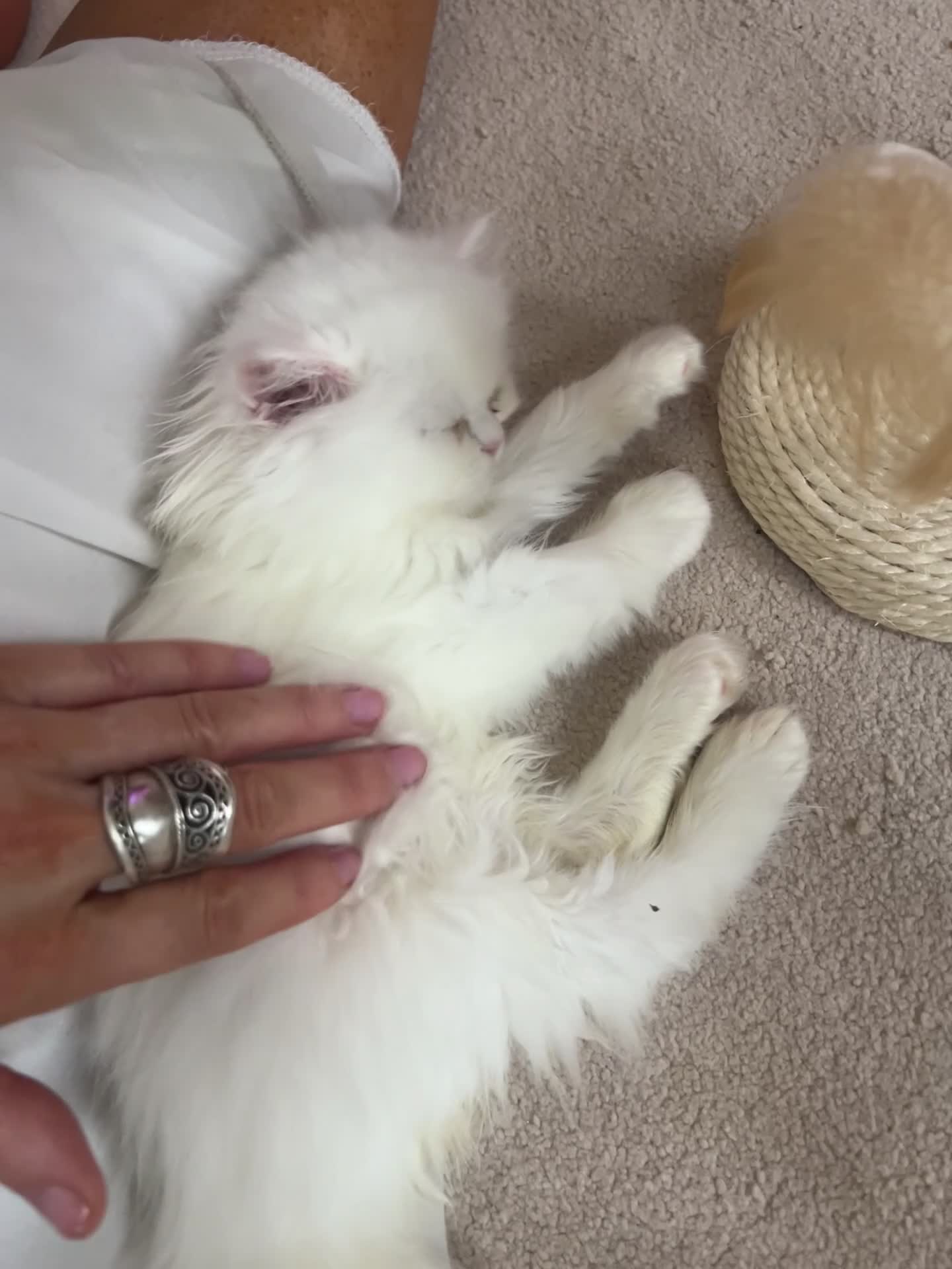 Persian cats for sale: 🌾 EXOTIC DOLL FACE PERSIAN Kittens - Video 1