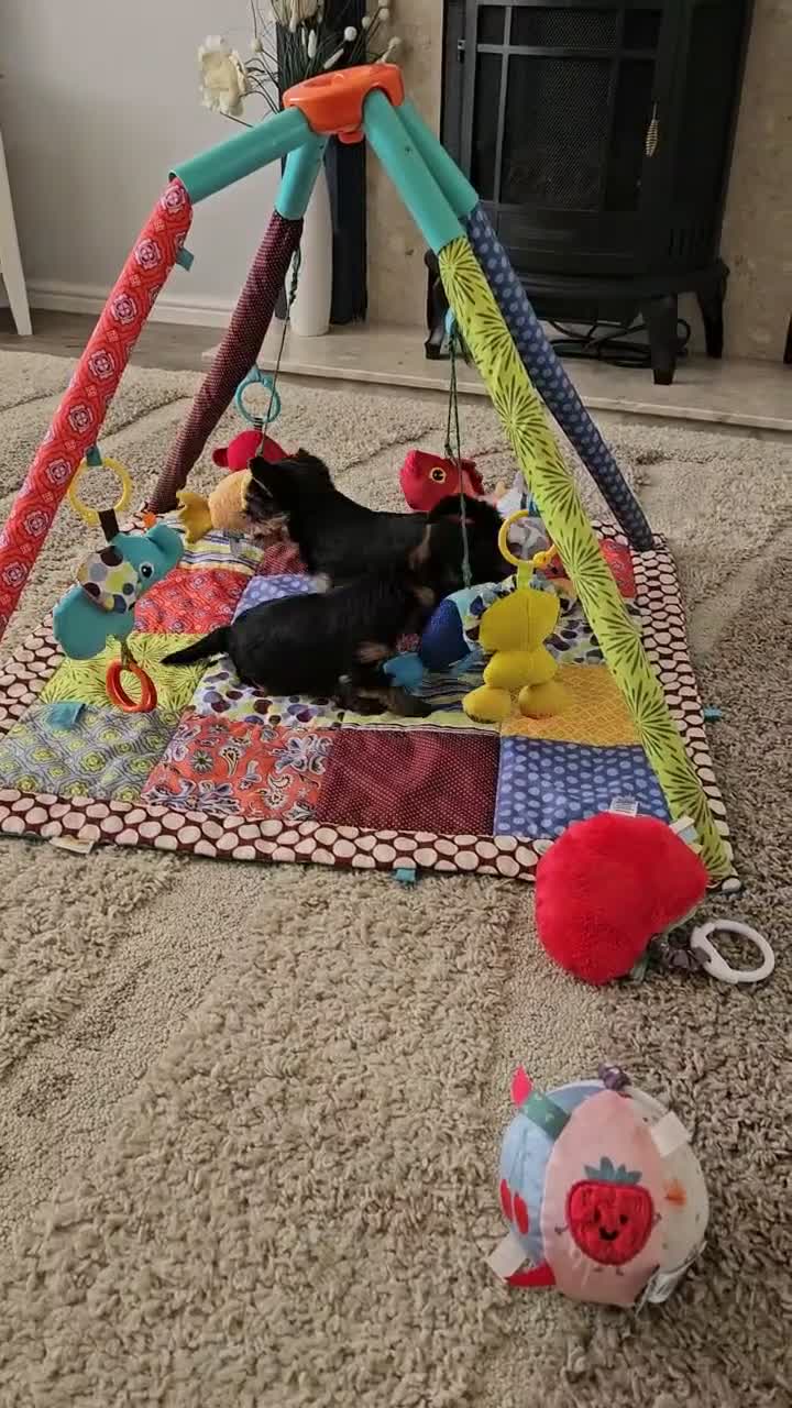 Yorkshire Terrier dogs for sale: Yorkshire Terrier puppies,  KC Registered  - Video 1